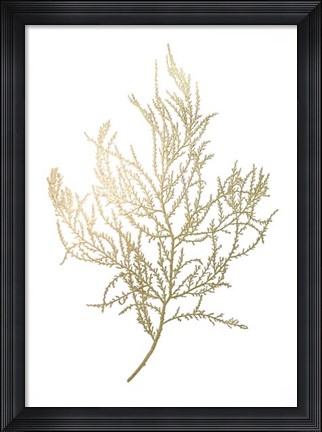 Framed Gold Foil Algae III - Metallic Foil Print