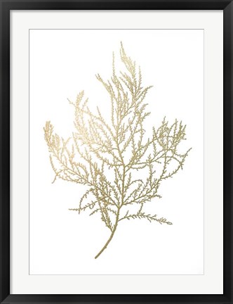 Framed Gold Foil Algae III - Metallic Foil Print