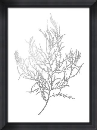 Framed Silver Foil Algae III - Metallic Foil Print