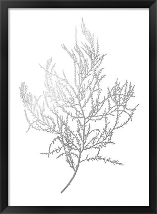 Framed Silver Foil Algae III - Metallic Foil Print