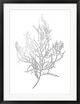 Framed Silver Foil Algae III - Metallic Foil Print