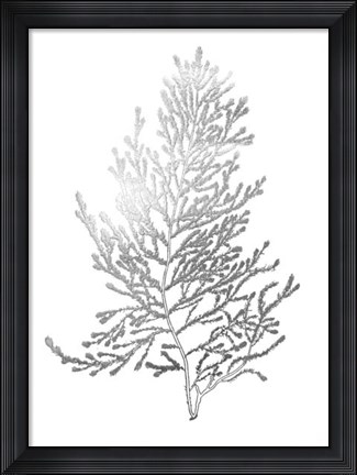 Framed Silver Foil Algae IV - Metallic Foil Print