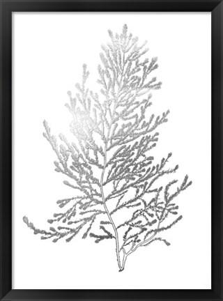 Framed Silver Foil Algae IV - Metallic Foil Print
