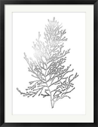 Framed Silver Foil Algae IV - Metallic Foil Print