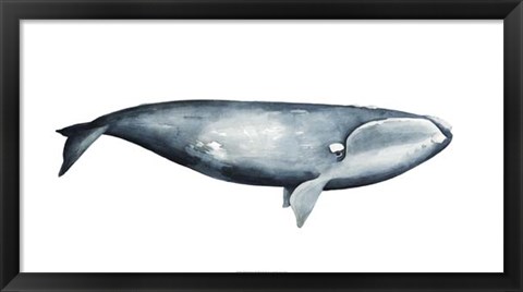 Framed Whale Portrait III Print