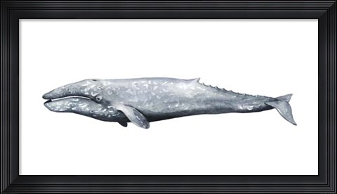 Framed Whale Portrait IV Print
