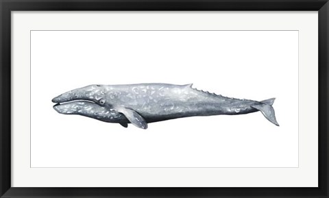 Framed Whale Portrait IV Print