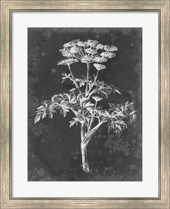 Framed Slate Floral II Print