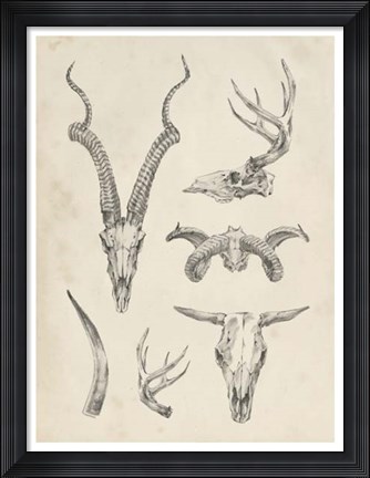 Framed Skull &amp; Antler Study I Print