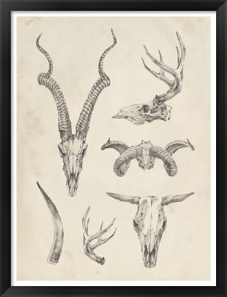 Framed Skull &amp; Antler Study I Print