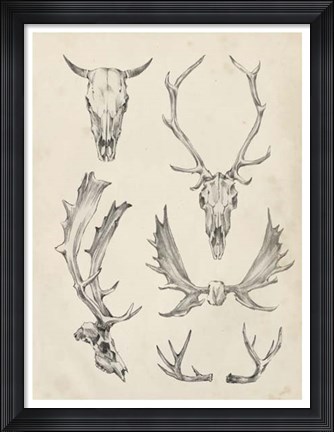 Framed Skull &amp; Antler Study II Print