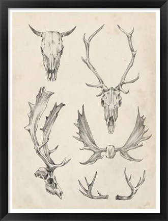 Framed Skull &amp; Antler Study II Print