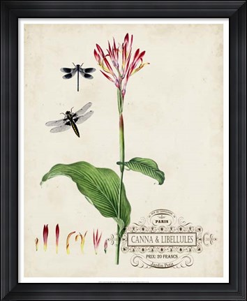 Framed Canna &amp; Dragonflies II Print