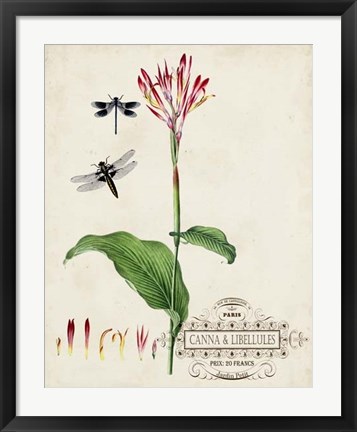 Framed Canna &amp; Dragonflies II Print