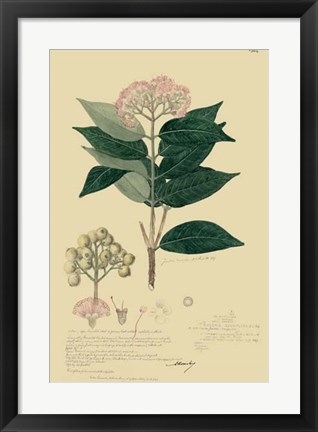 Framed Descubes Tropical Botanical I Print