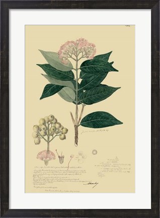 Framed Descubes Tropical Botanical I Print