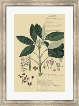 Framed Descubes Tropical Botanical II Print