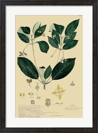 Framed Descubes Tropical Botanical IV Print