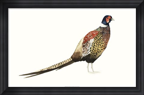 Framed Watercolor Pheasant I Print