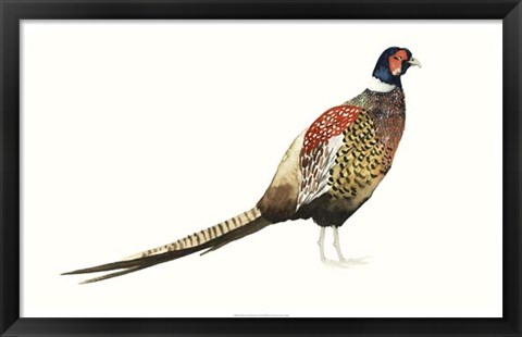 Framed Watercolor Pheasant I Print