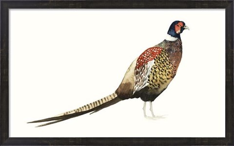 Framed Watercolor Pheasant I Print