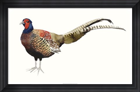 Framed Watercolor Pheasant II Print