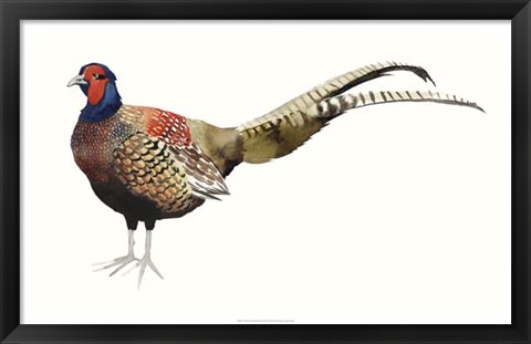 Framed Watercolor Pheasant II Print