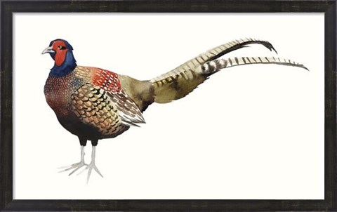 Framed Watercolor Pheasant II Print