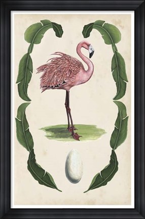 Framed Antiquarian Menagerie - Flamingo I Print