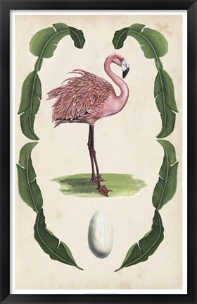 Framed Antiquarian Menagerie - Flamingo I Print