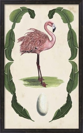 Framed Antiquarian Menagerie - Flamingo I Print