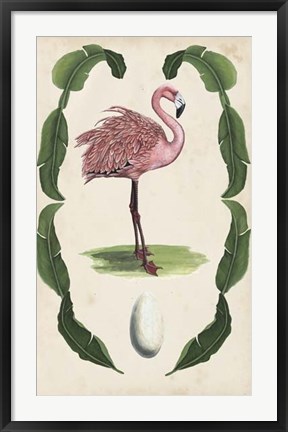 Framed Antiquarian Menagerie - Flamingo I Print
