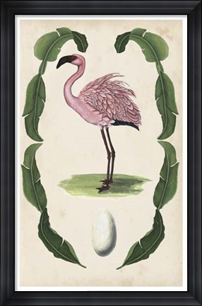 Framed Antiquarian Menagerie - Flamingo II Print