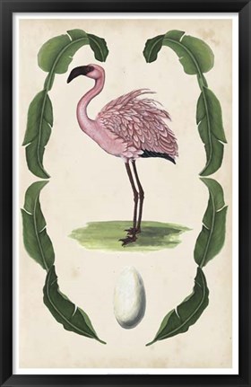 Framed Antiquarian Menagerie - Flamingo II Print