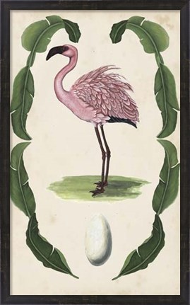 Framed Antiquarian Menagerie - Flamingo II Print