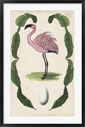 Framed Antiquarian Menagerie - Flamingo II Print