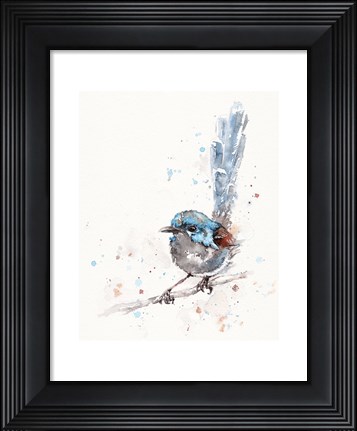 Framed Mischief in the Making (Variegated Fairy Wren) Print