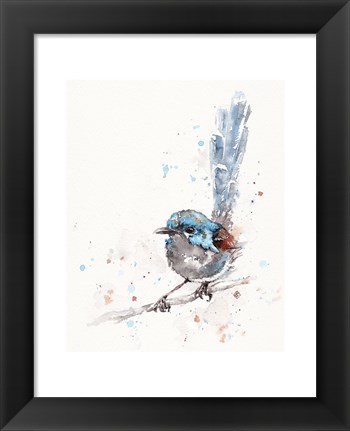 Framed Mischief in the Making (Variegated Fairy Wren) Print