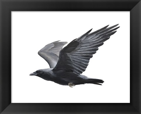 Framed Raven Print