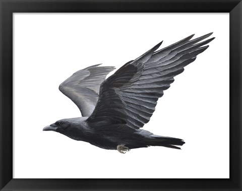 Framed Raven Print