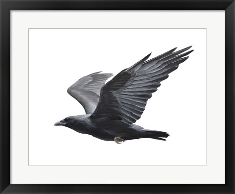 Framed Raven Print