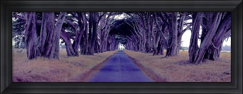 Framed Monterey Cypress Trees, Point Reyes, California Print