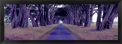 Framed Monterey Cypress Trees, Point Reyes, California Print