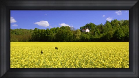 Framed Volo di Rondini Print