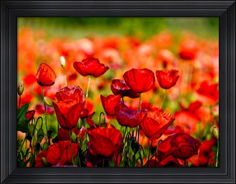 Framed Dominante Rossa Print