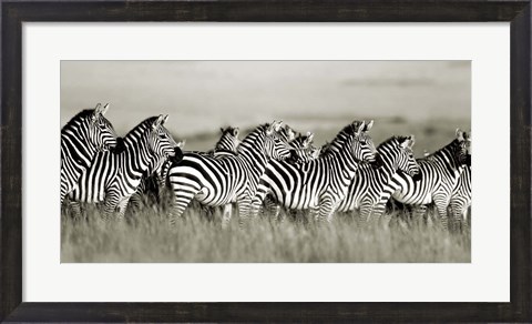 Framed Grant&#39;s Zebra, Masai Mara, Kenya Print