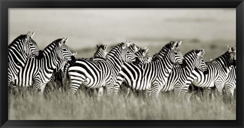 Framed Grant&#39;s Zebra, Masai Mara, Kenya Print