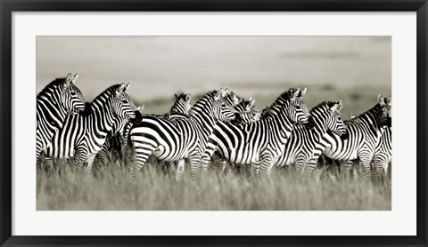 Framed Grant&#39;s Zebra, Masai Mara, Kenya Print