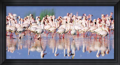 Framed Lesser Flamingo, Lake Nakuru, Kenya Print