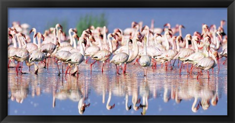 Framed Lesser Flamingo, Lake Nakuru, Kenya Print